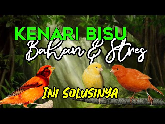 AUDIO MASTER TERAPI KENARI STRES BAHAN DAN MACET BUNYI PANCINGAN KENARI TERBAIK