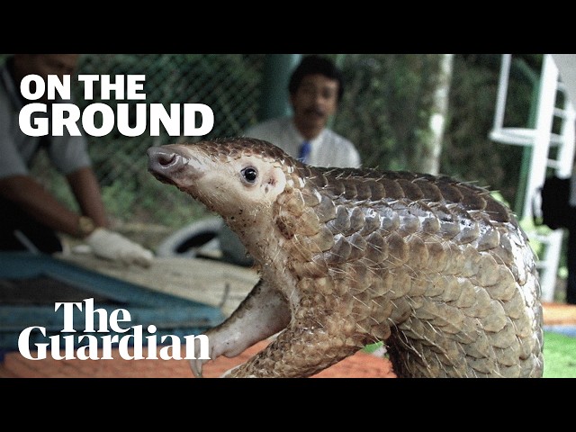 How Chinese tourism fuels illegal animal trafficking | On the Ground