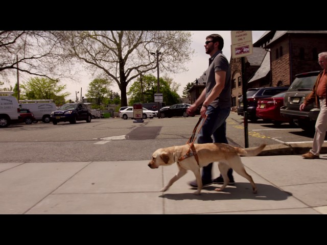 Guide Dog at Work