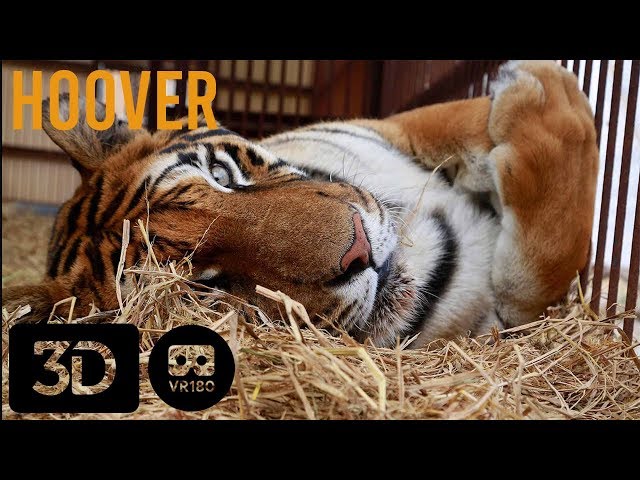 Truth About Circus Tigers in 3D