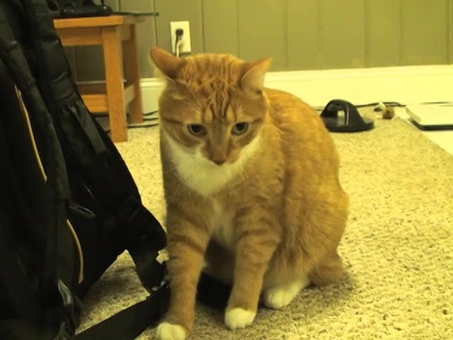 Random Cat Footage (Part 2)