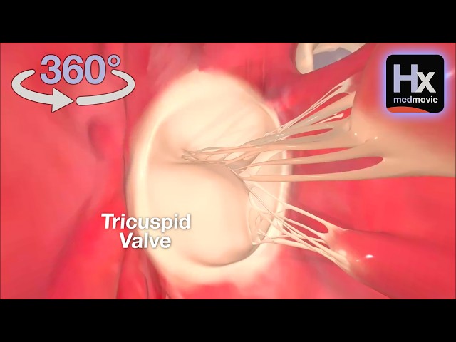 Interactive 360 - Explore Inside the Right Ventricle - hxheart.com