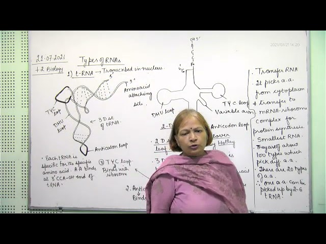 +2 Biology, types of RNA & genetic codes, 21.07.2021