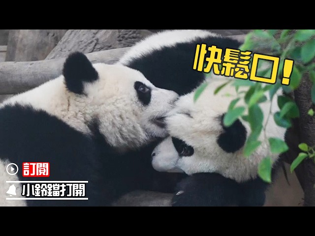 打架就打架，不准咬熊臉！| iPanda熊貓頻道《熊貓早晚安》