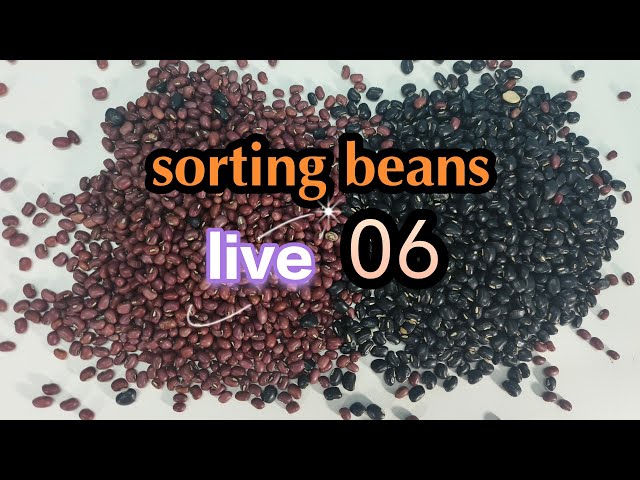 Live 06 🔴 sorting beans 🔴