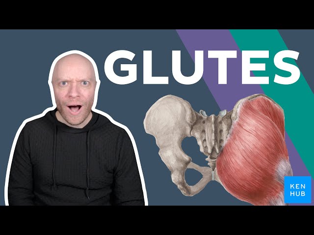 Meet your 4 gluteal muscles | Kenhub