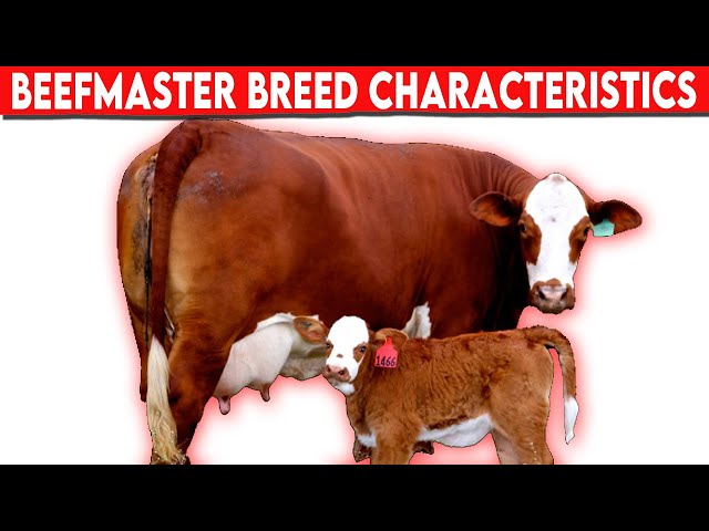 ⭕ Beefmaster Breed Characteristics ✅  Biggest Bulls And Cows