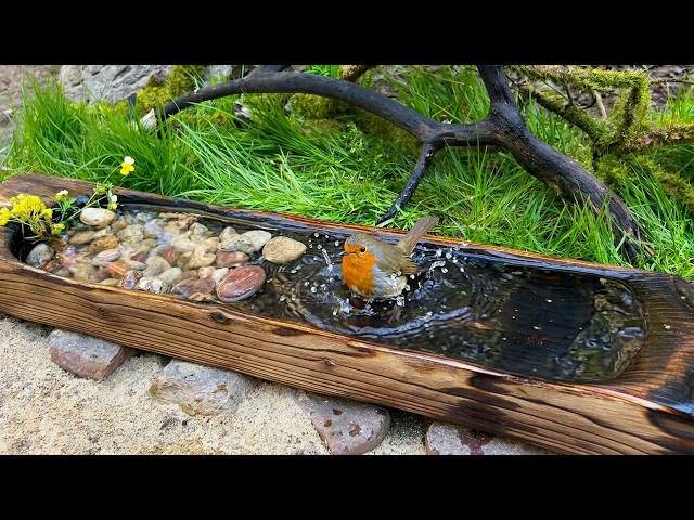 I Watched This Tiny Pond for 5 Minutes… and This Happened