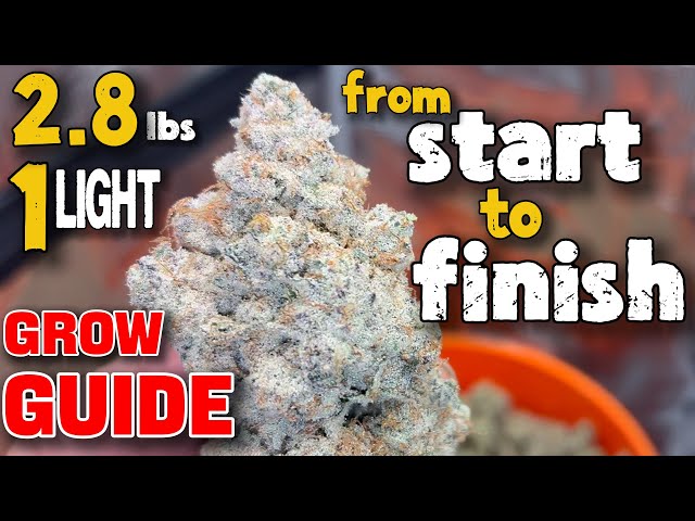 START TO FINISH COMPLETE GROW GUIDE TO GROWING CANNABIS