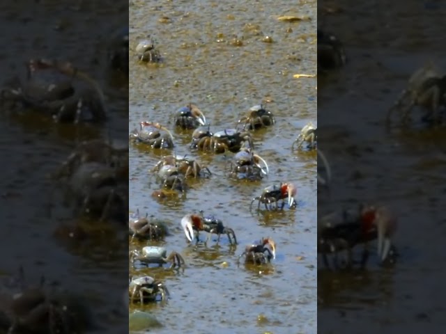 How Fiddler Crabs Communicate 🦀