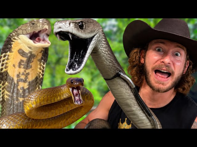 World's MOST Dangerous Snakes!