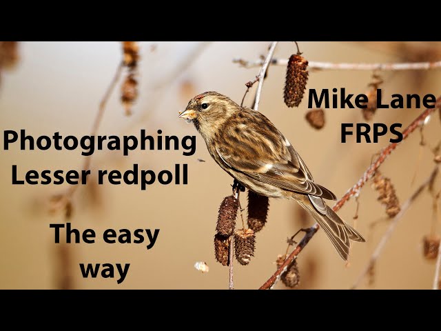 Photographing Lesser redpoll
