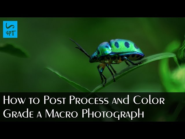 How to Post Process and Color Grade a Macro Photograph, Photography Post Processing Photoshop Tutori