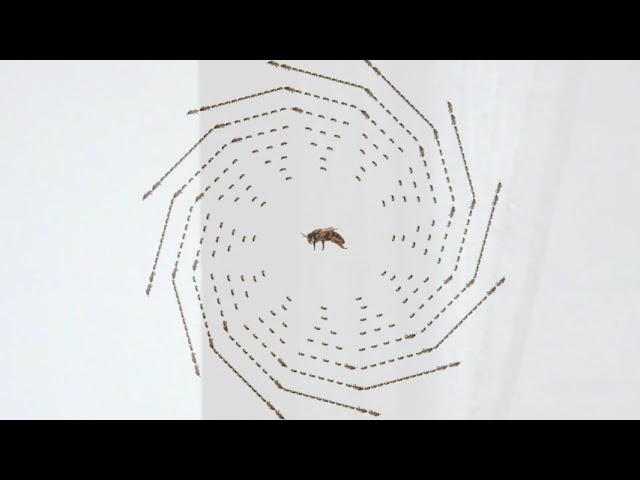 Stafford Beer,  Fibinacci Sequence and Nature