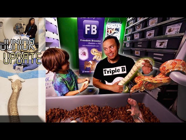 Last Eggs of the Season and Snake Strikes in Slow Motion