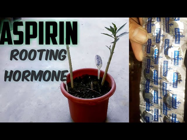 Aspirin Rooting hormone | Oleander Growing | Kaneer Lagana | Roots Hormones DIY
