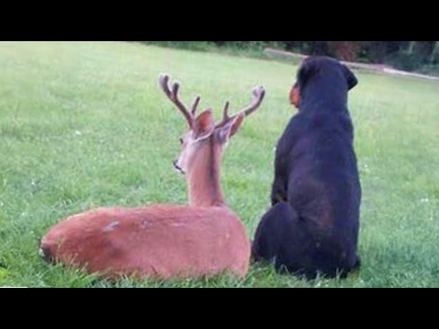 Animals Share Melting Moments With Dogs! Best Animal Video 2025