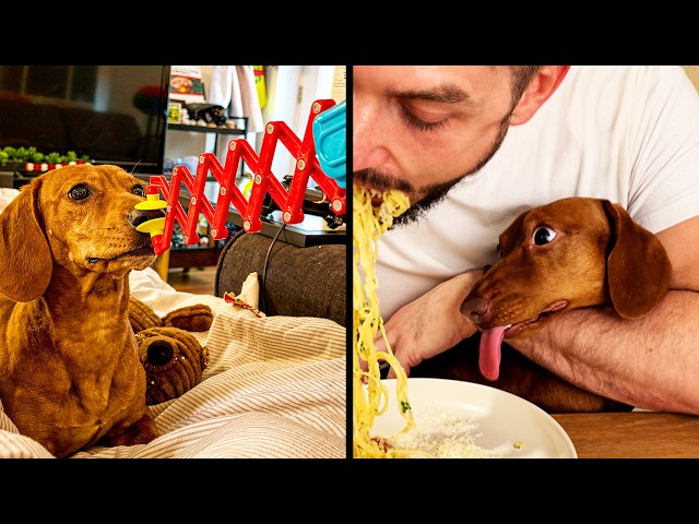 30 Minutes Of Sausage Dogs Being Funny