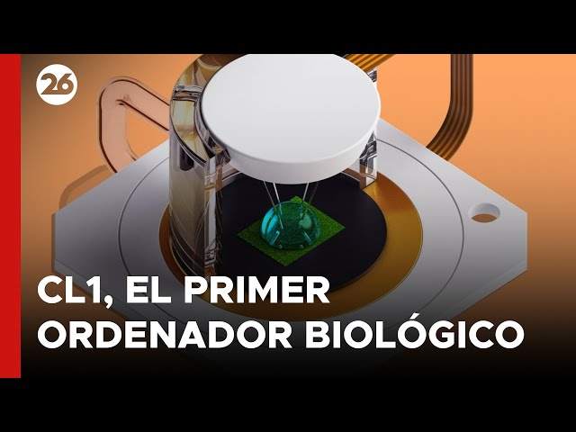 CL1, the first biological computer that integrates cultured neurons