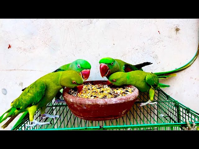 Talking Parrot | Green Parrot Talking | Parrot Ki Natural Food 