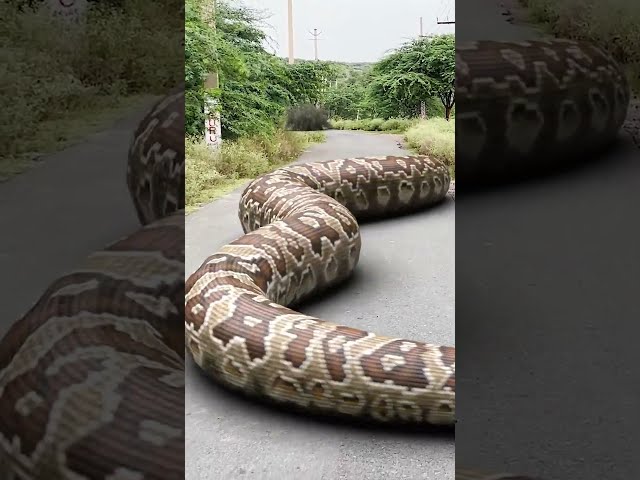 Giant Anaconda vs. T-Rex: Who Wins? short #snake #vfx #t