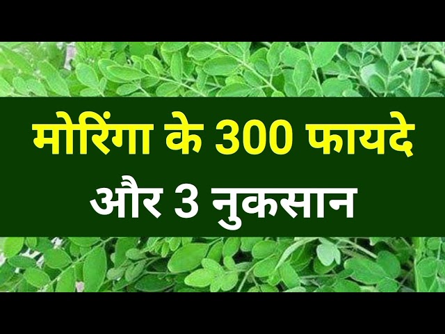 300 benefits and 3 disadvantages of Moringa, Moringa Benefits & Side Effects