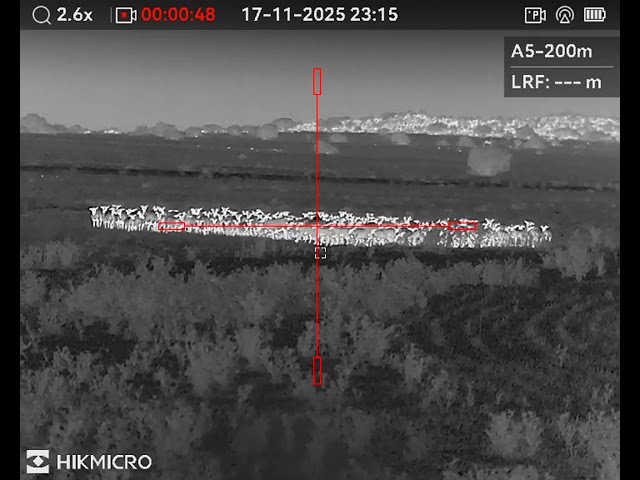 Thermal Jackal Hunt with Hikmicro Panther PQ50 L 2.0