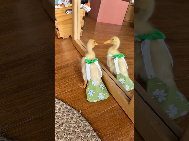 MY DUCKLING WEARS A DIAPER #ducks #duckling #ducks
