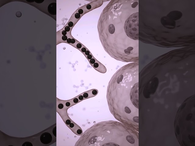 3D animation of melanocyte cell producing melanin pigment in human skin