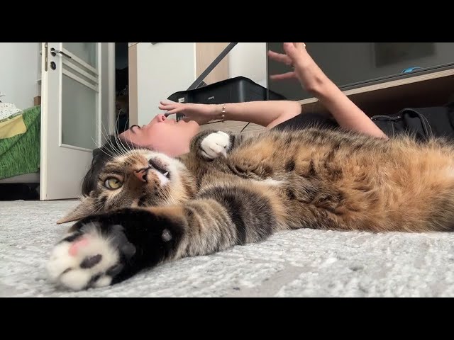 Cats Being Dramatic With Their Owners 😄😸