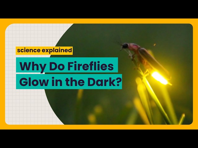 Why Do Fireflies Glow in the Dark? (Science Explained)