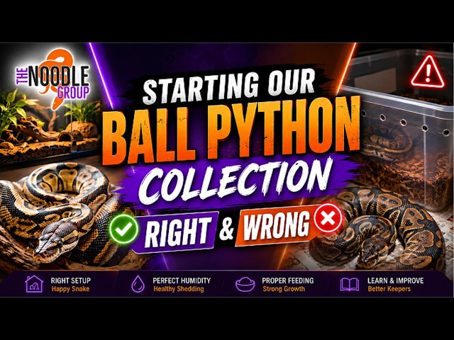 Starting Our Ball Python Collection: What We Did Right & Wrong