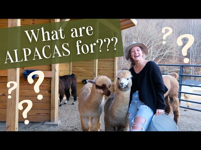 Why Start an Alpaca Farm? | Learn What You Can Do with ALPACAS
