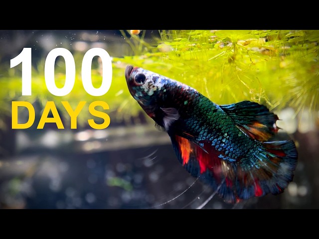 I Kept a Betta Fish for 100 Days… Here’s What Happened