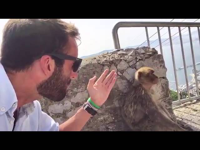 Alvaro Ojeda intenta robar un mono en Gibraltar para salvarlo del Brexit