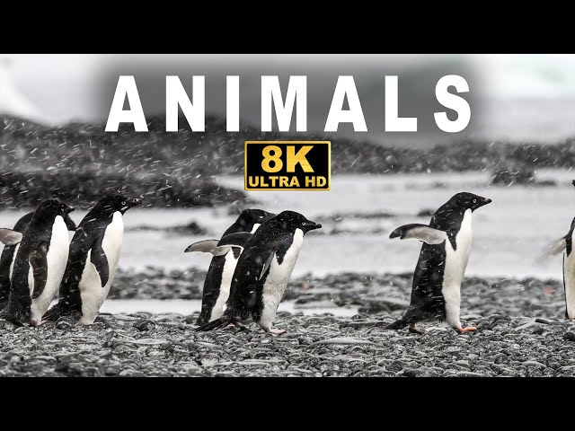 MIND-BLOWING Animals in 4K You WON'T BELIEVE Exist