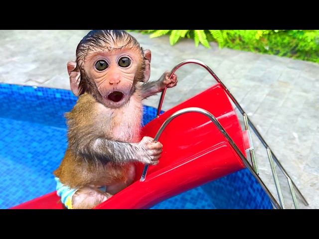 Baby Monkey BonBon takes a shower and runs away from the dinosaur with the cute monkey - MONKEY B...