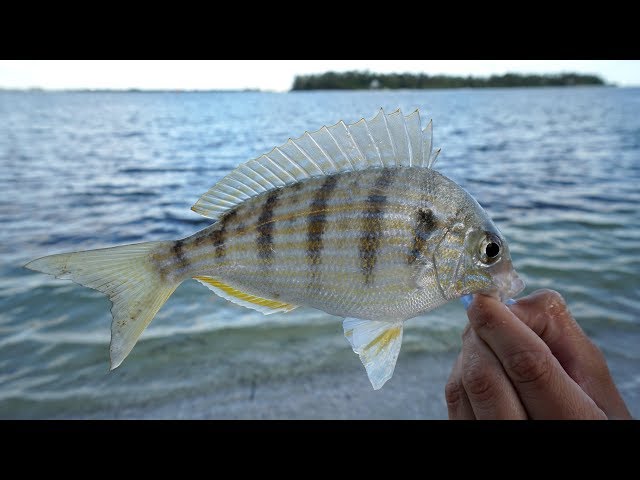 EXPEN$IVE SECRET! Bait and Tackle Shops DON'T Want YOU to KNOW! How to Catch Pinfish- Tackle Tuesday