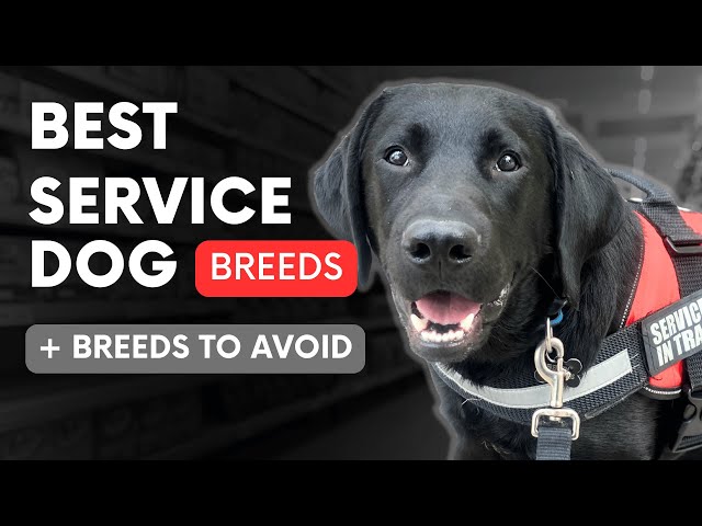 Best Service Dog Breeds for Anxiety, PTSD, and Mobility Support