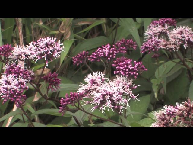陽明山國家公園_陽明山的蝴蝶