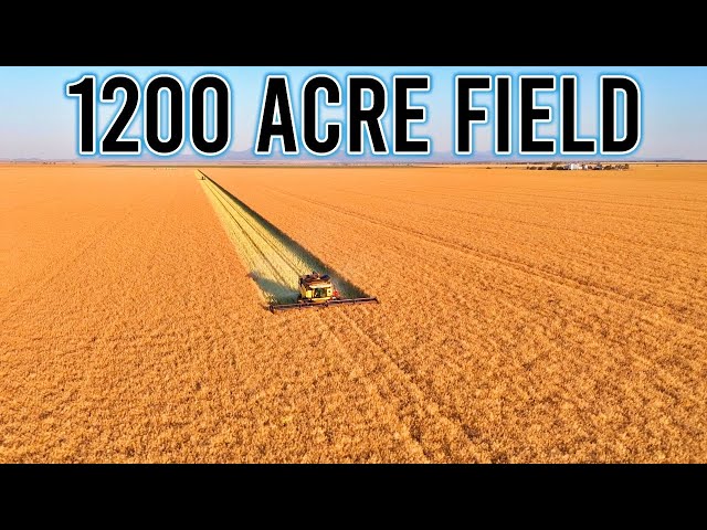 Harvest Begins! | Harvest 2025 Ep 1 | Vlog 429