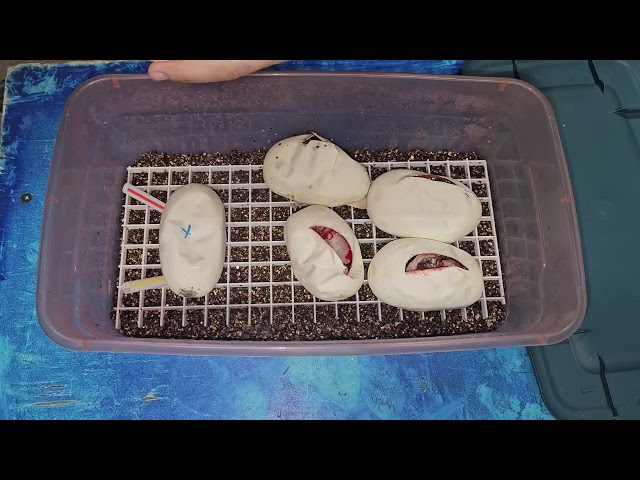 Ball Python Egg Cutting Clutch #4 of 2026: VPI Axanthics!