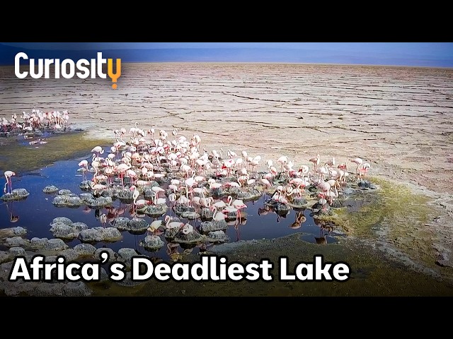 The Toxic Lake Where Life Thrives | Curiosity Stream