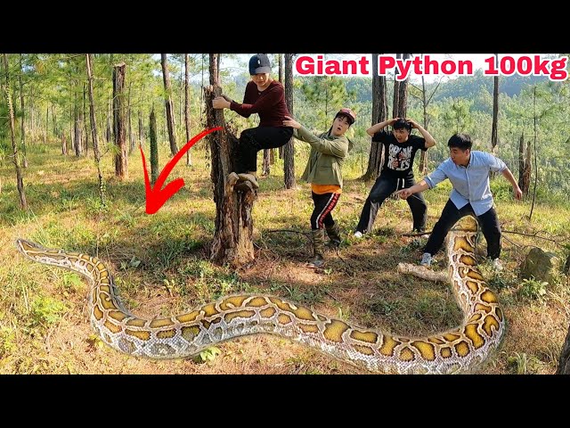 Five Brave Hunters Capture a Giant 500kg Python, Rescuing Two Young Girls.