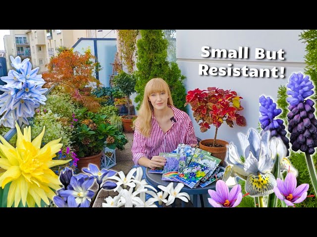7 SMALL Spring Bulbs Perfect For Container Gardens