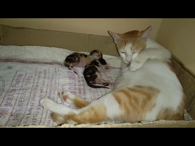 Tiny kittens with mother