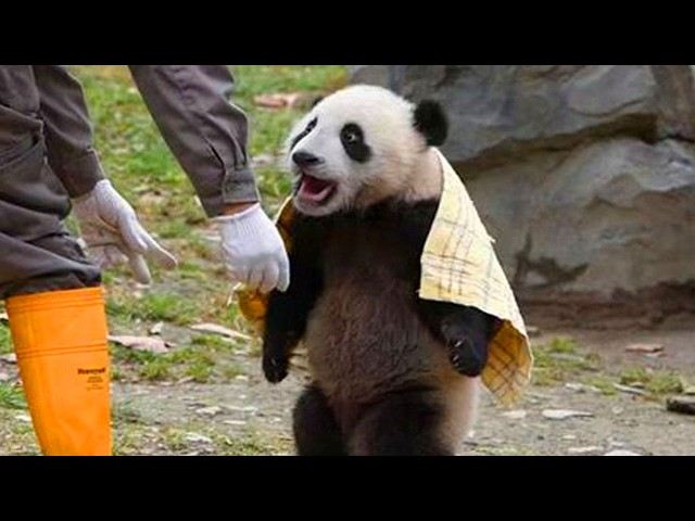 Animals Always Find a Way To Be Hilarious! 🤣 Funny Animal Videos 2026