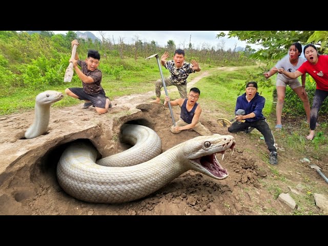 6 Brave Hunters Dig a Burrow and Catch a Giant White Python