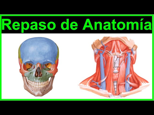(Part 1) Head and Neck Anatomy Review 2021