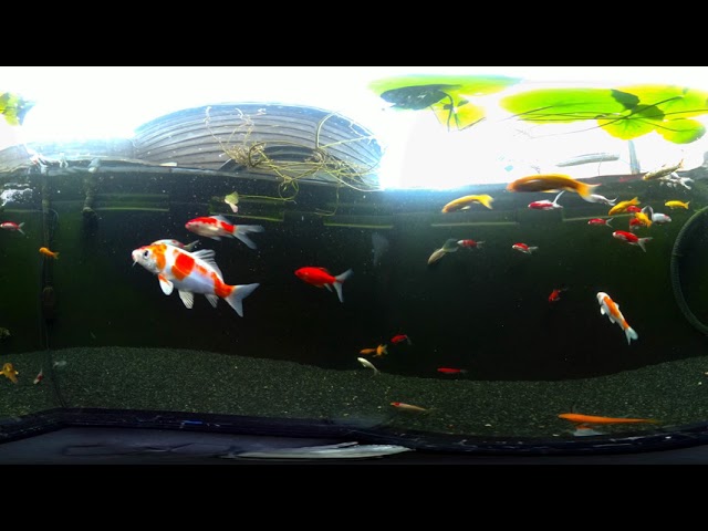 Kandao Qoocam Underwater 8K 360 Video with 360bubble